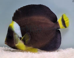 Chaetodontoplus personifer (female)
