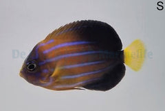 Chaetodontoplus septentrionalis