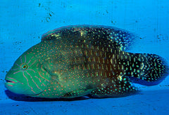 Cheilinus abudjubbe