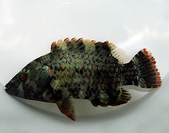 Cheilinus lunulatus