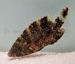 Cheilinus oxycephalus