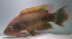 Cheilinus trilobatus