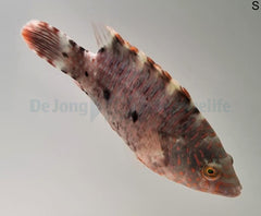 Cheilinus trilobatus