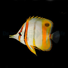 Chelmon marginalis