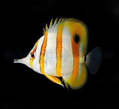 Chelmon rostratus