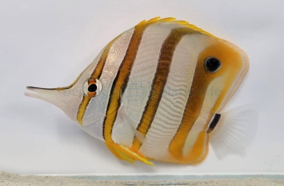 Chelmon rostratus