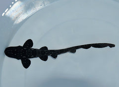 Chiloscyllium plagiosum