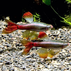 Tanicht.albonubes Chinesdanio sluier L