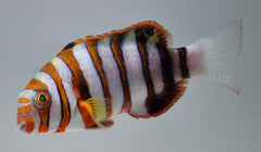 Choerodon fasciatus - T.B.