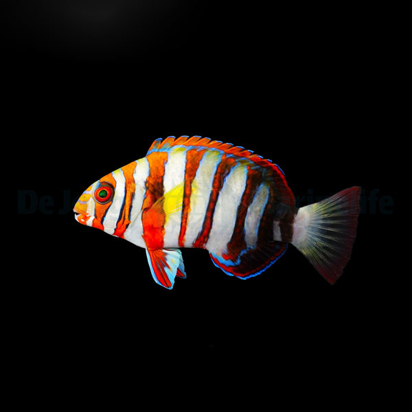 Choerodon fasciatus