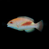 Choerodon zamboangae