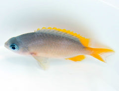 Chromis analis