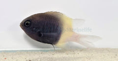 Chromis dimidiata