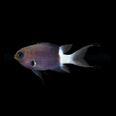 Chromis margaritifer
