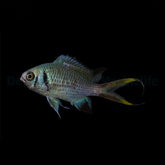 Chromis opercularis