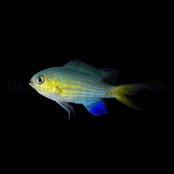 Chromis vanderbilti