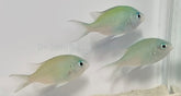 Chromis viridis (Mauritius)