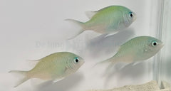 Chromis viridis (Mauritius)