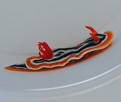Chromodoris magnifica