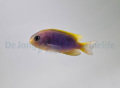 Chrysiptera flavipinnis