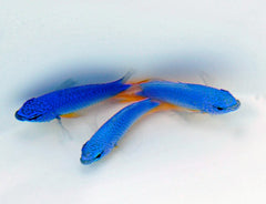 Chrysiptera hemicyanea