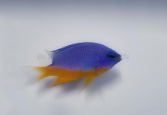 Chrysiptera hemicyanea