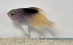 Chrysiptera rollandi