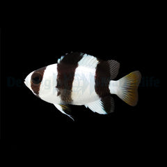 Chrysiptera tricincta