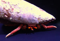 Ciliopagurus striatus