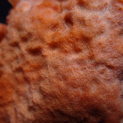 Cinachyrella spp. (Ball Sponge)