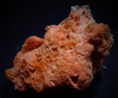 Cinachyrella spp. (Ball Sponge)