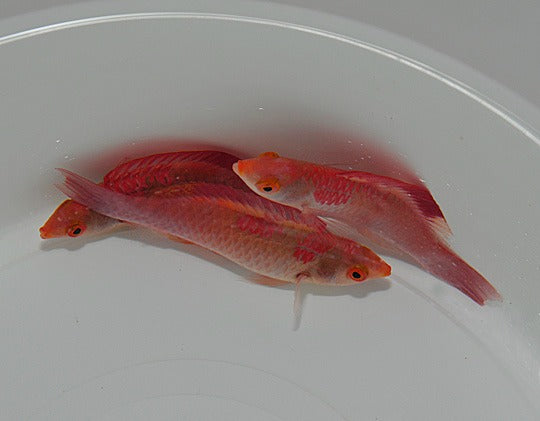 Cirrhilabrus adornatus