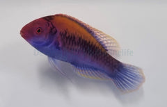 Cirrhilabrus aurantidorsalis