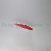 Cirrhilabrus condei (female)