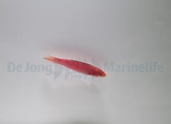 Cirrhilabrus condei (female)