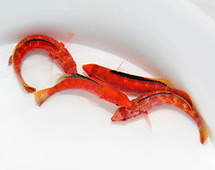 Cirrhilabrus condei (male)
