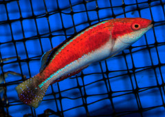 Cirrhilabrus condei (male)