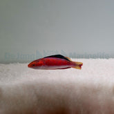 Cirrhilabrus condei (male)