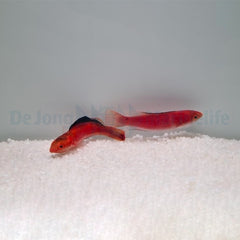Cirrhilabrus condei (pair)