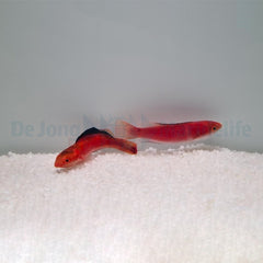 Cirrhilabrus condei (pair)