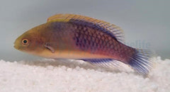 Cirrhilabrus cyanopleura