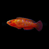 Cirrhilabrus earlei