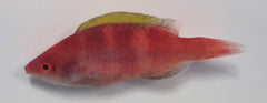 Cirrhilabrus flavidorsalis