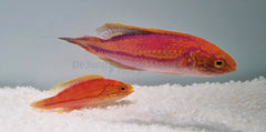 Cirrhilabrus isosceles (pair)