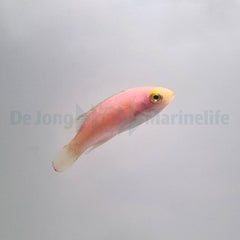 Cirrhilabrus katoi (female)