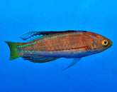 Cirrhilabrus katoi (male)