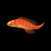 Cirrhilabrus katoi (female)