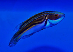 Cirrhilabrus laboutei