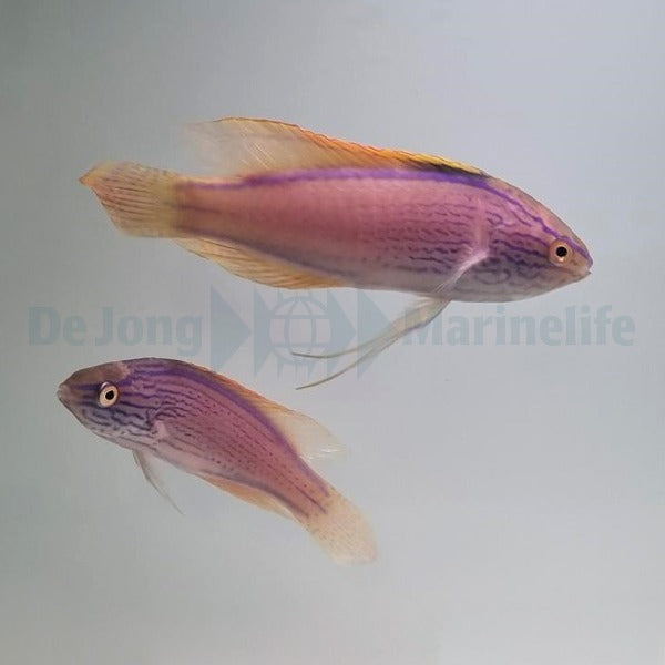 Cirrhilabrus lineatus (Pair)