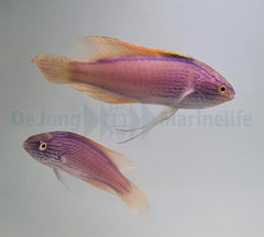 Cirrhilabrus lineatus (pair)